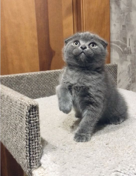 Пропоную дівчинку