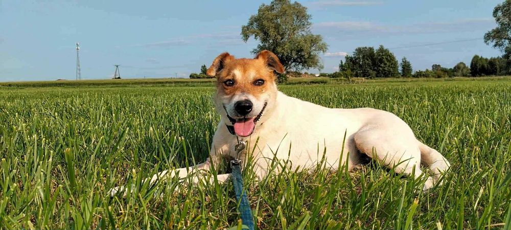 Piękny Łatek czeka na dom