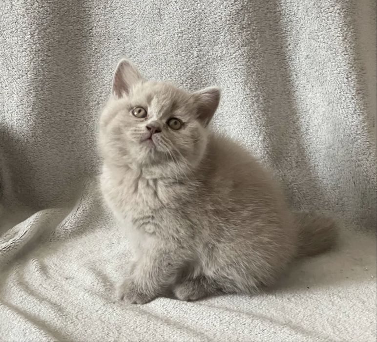 Чистокровні шотландські висловухі кошенята Scottish Fold
