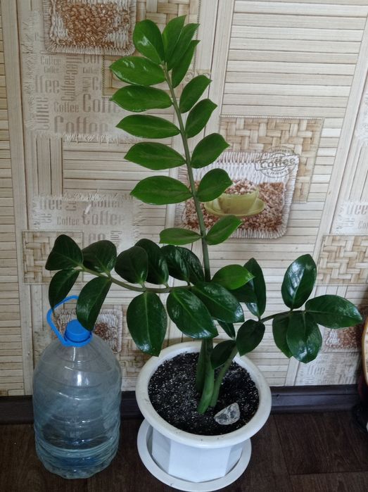 Филодендрон Бурле макс Ринг оф файер Замиокулькас Хавортиопсис  Руэлия