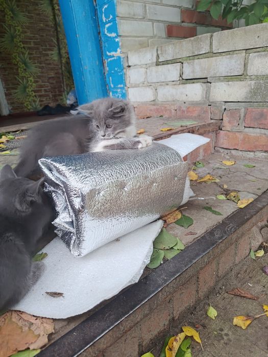 Дівчатка шукають домівку