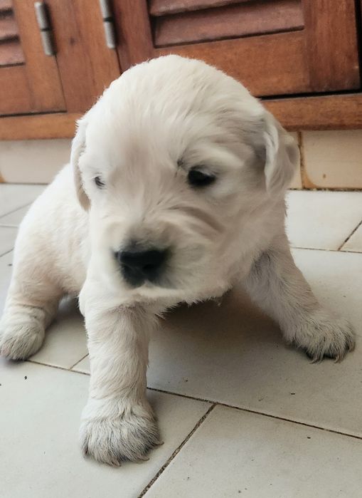 Golden Retriever com LOP