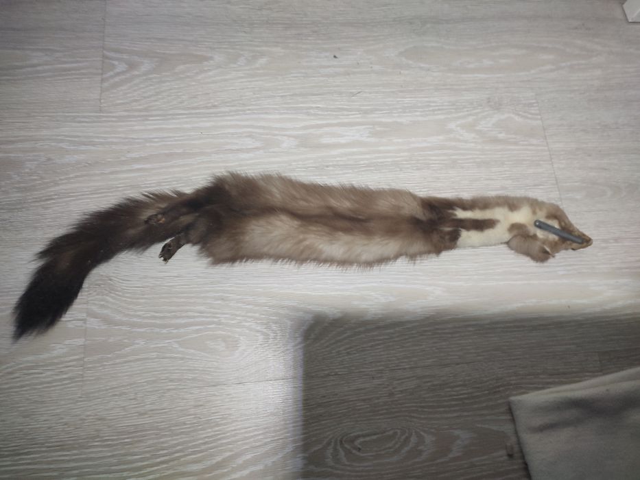 Skóra futro naturalne z kuny