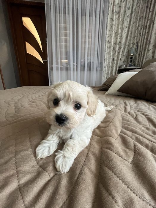 Piesek maltipoo gotowy do odbioru