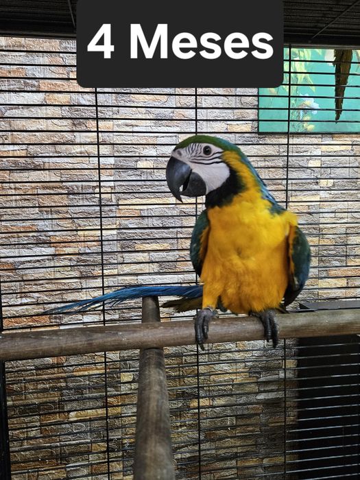 Arara Ararauna 1 mês  para criar a mão