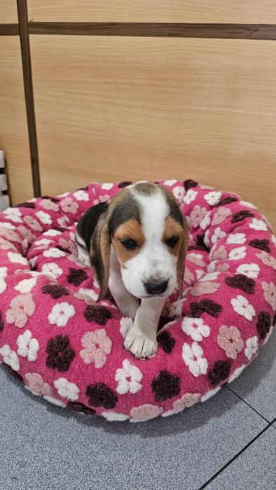 Beagle fêmea tricolor