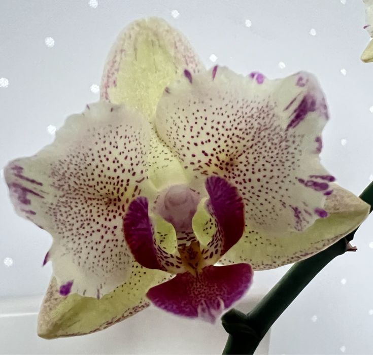 Орхідея Пірат Пикоті (Pirate Picotee) метелик