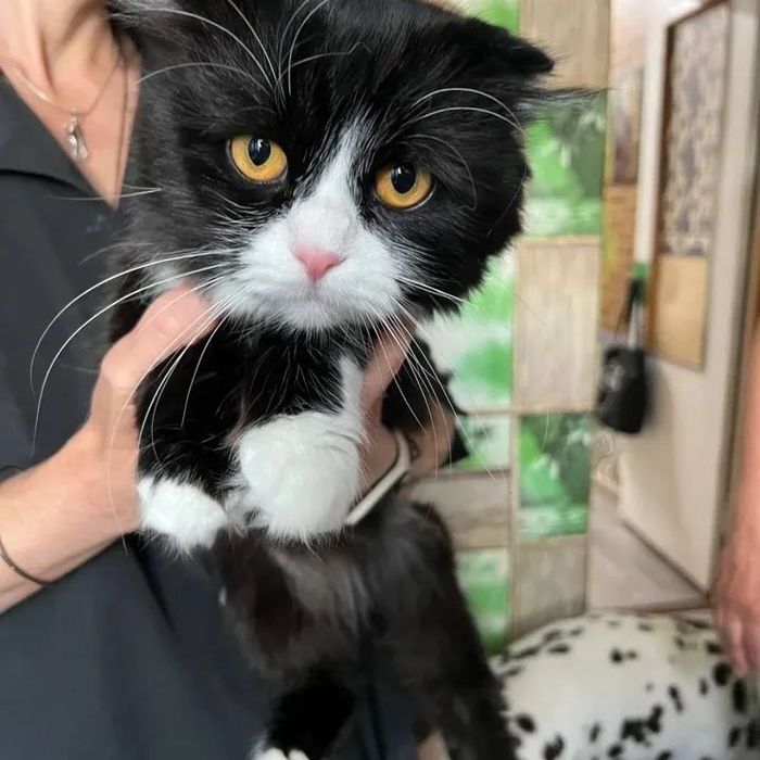 Котик висловухий красень