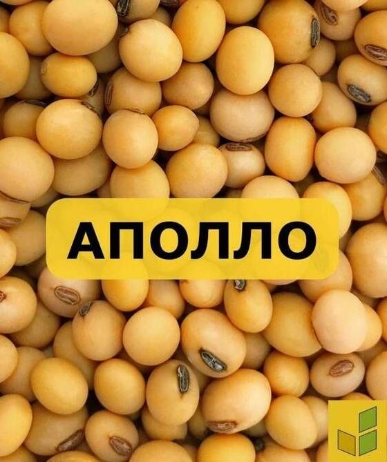 Продам Сою Аполло