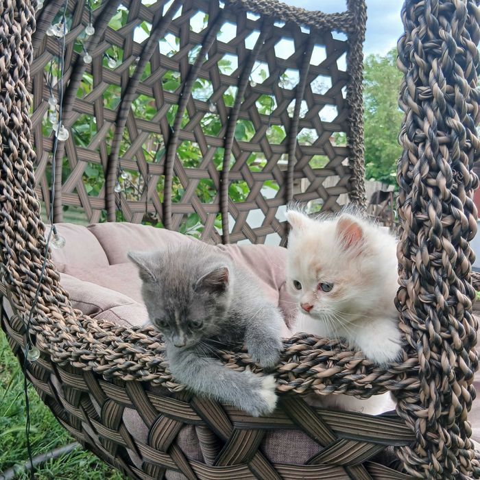 Котята. Отдам котёнка в хорошие руки.