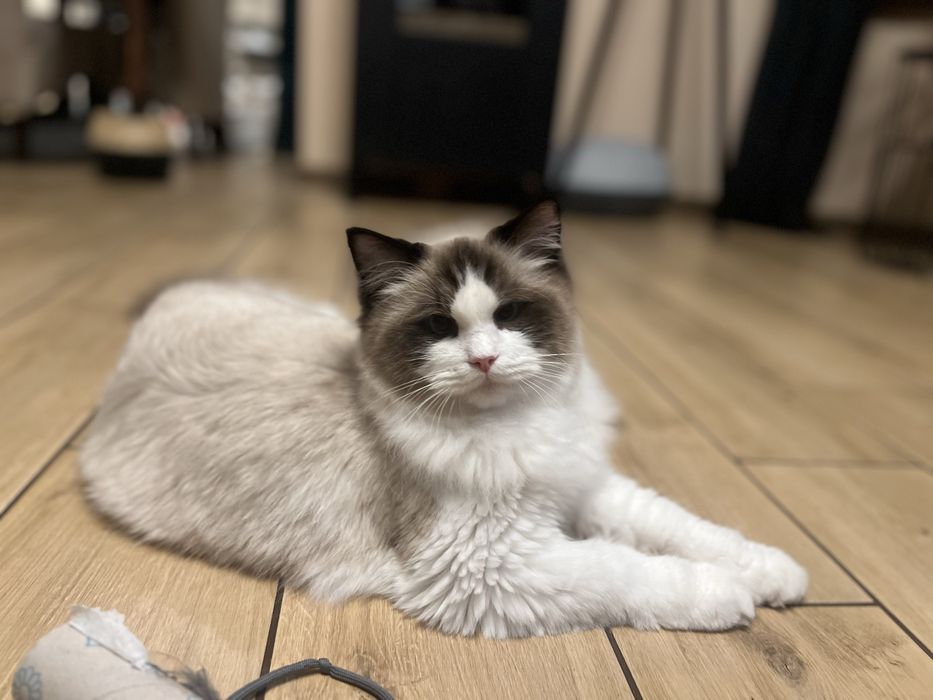 Ragdoll piekny do odbioru w sierpniu