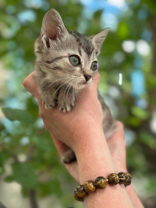 Кошеня Компот, 1,5 місяці, в пошуках дому.