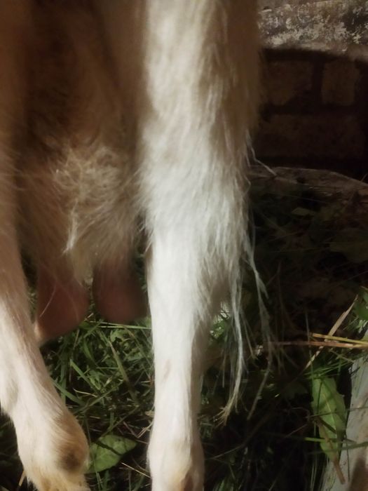 Продам дойных коз