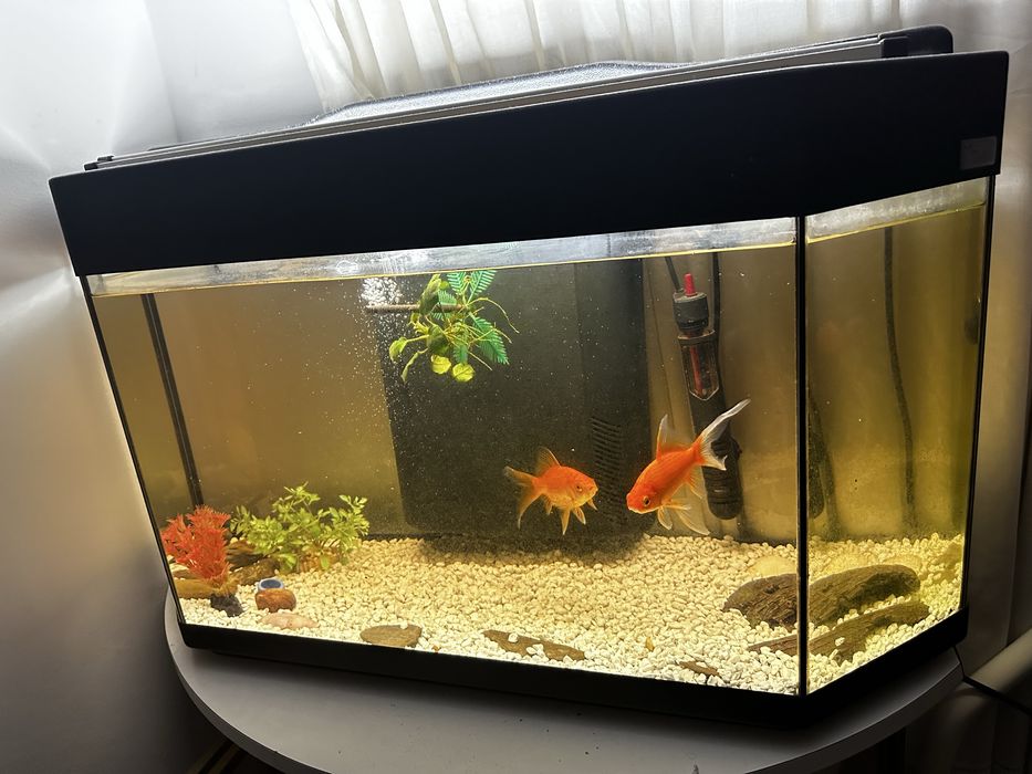 Vendo aquario ja com iluminacao, aquecedor epedras  mais cm inf chat