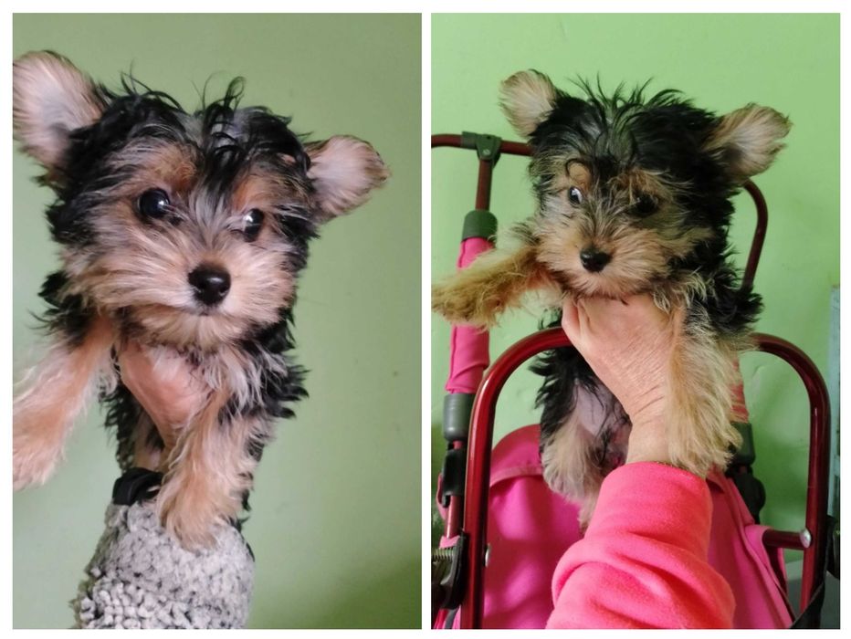 Йоркширський тер'єр