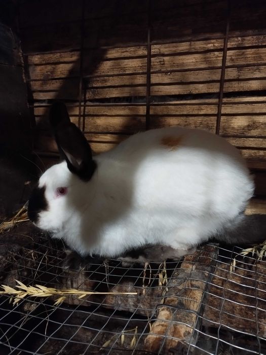 Продам кролів та плем'я або тушки