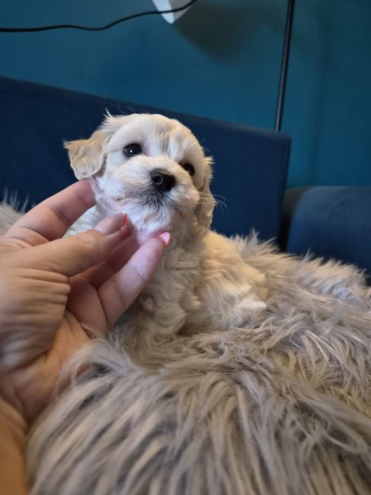 Malenki piesek maltipoo