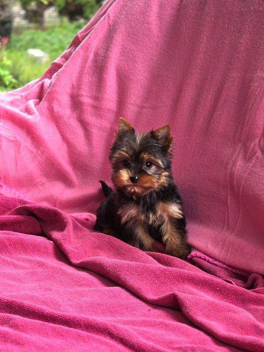 Piesek Yorkshire terrier