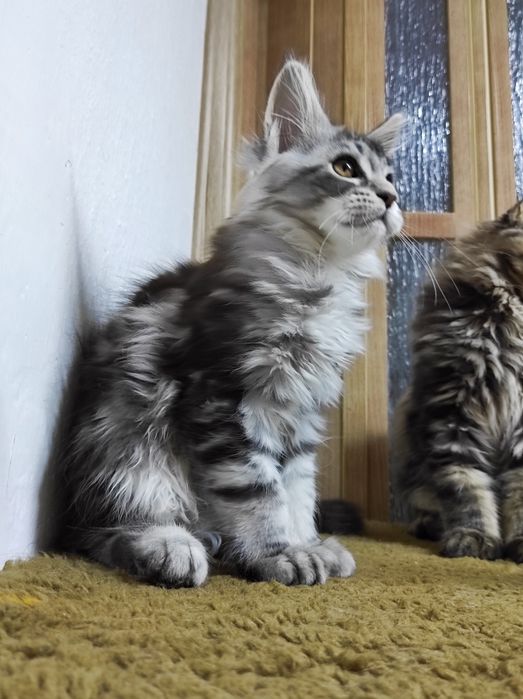 Мейн кун дівчинка