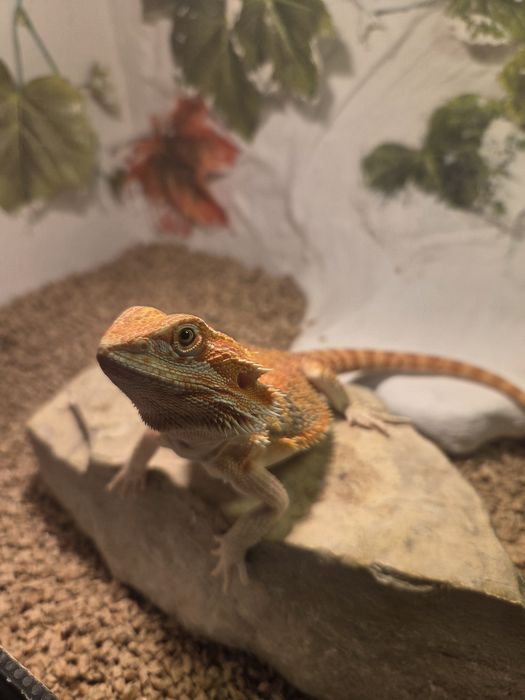 Agama Brodata Red Citrus