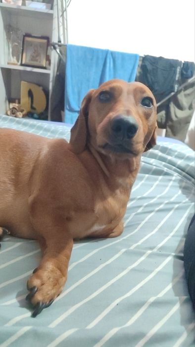 Такса кабель ищет невесту