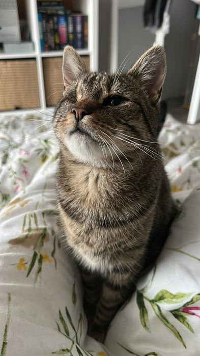 Jerry FeLV + szuka domu