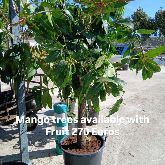 Tropical fruit and trees / Fruta Tropical e plants