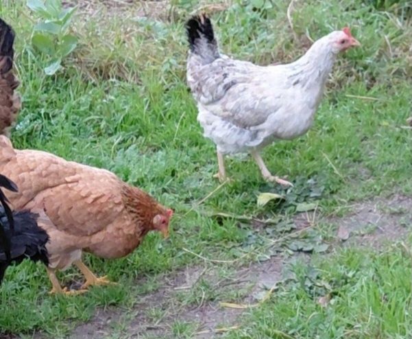 Garnizo e duas garnizas adultas