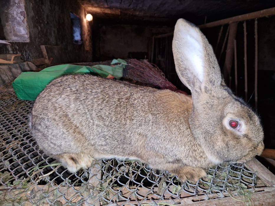 Króliki belgijskie