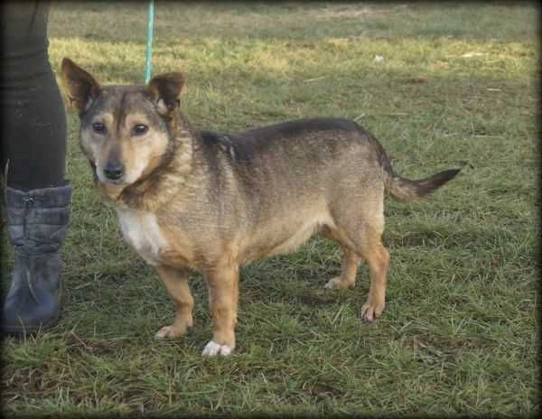 Fugar - kochany psiak do adopcji :)