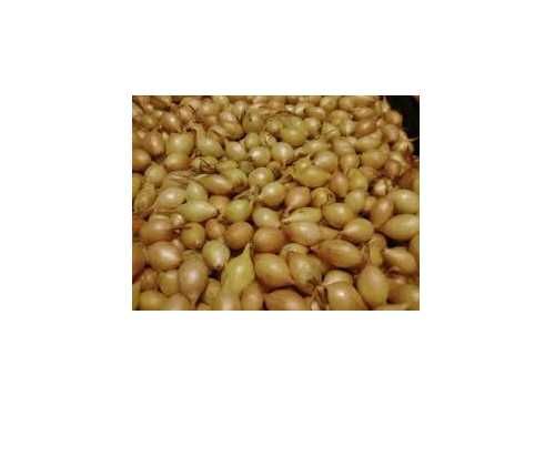 Cebula dymka zimowa Senshyu Yellow 20-25mm 500g Piasecki