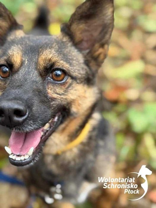 Malutki Karolek szuka domu!