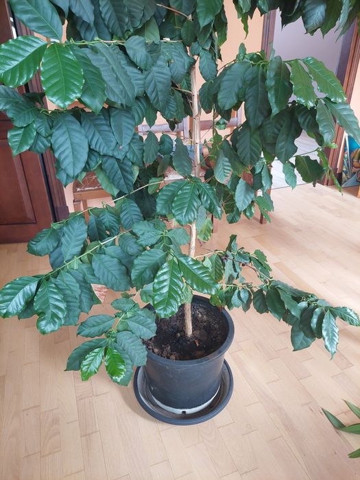Drzewko Kawa Arabica