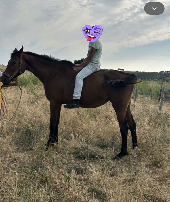 Vendo egua montada