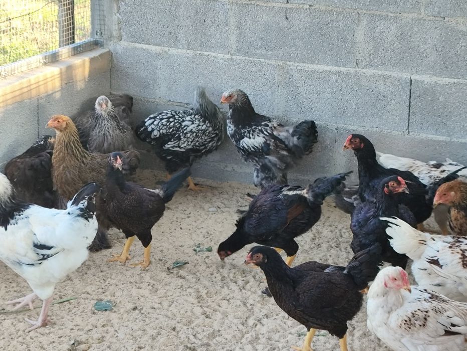 Frangos de várias raças