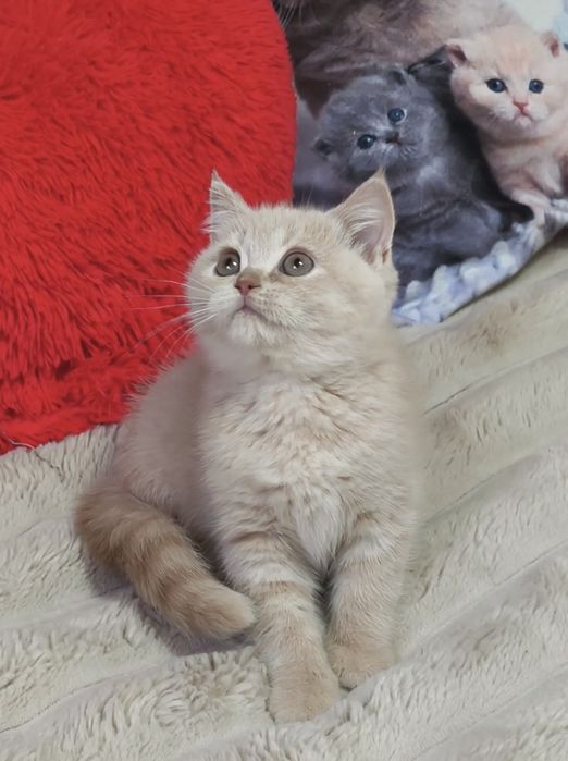 Котик кошенята котята