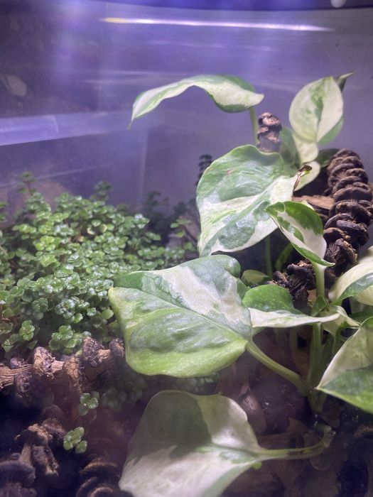 Terrarium bioaktywne - tuba - 30 x 18 cm - LED