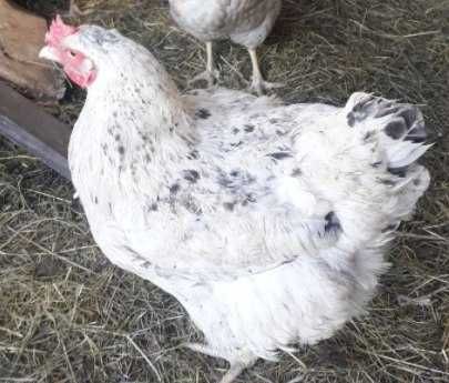 Свежайшие Инкубационное яйцо МастерГрей , Доминант