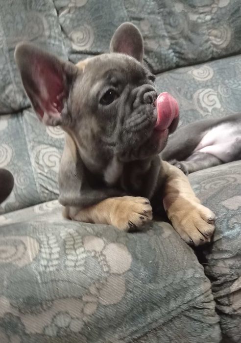 Собака французский бульдог