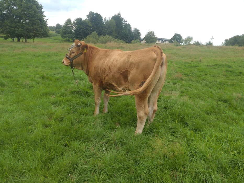 Jałówka mięsną do dalszej hodowli