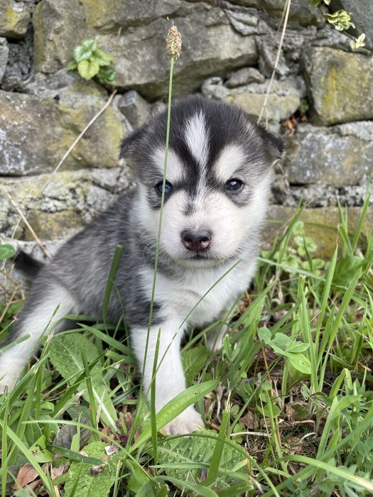 Szczeniaki Husky Syberyjski