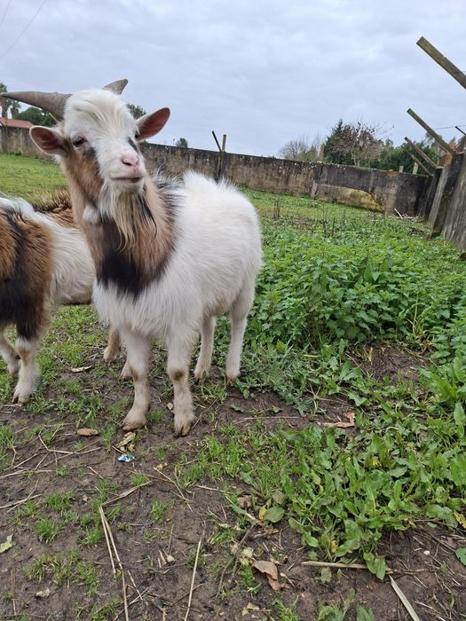 Vendo cabrito anao