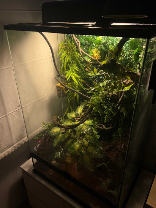Terrário Exo Terra completo