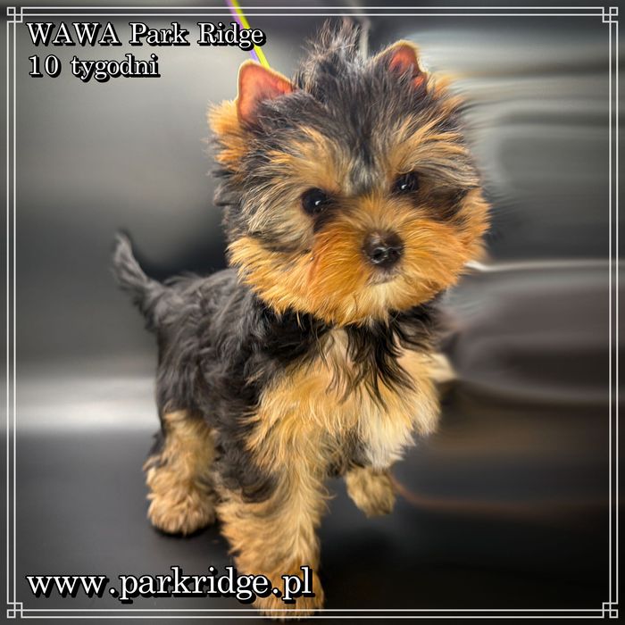 york suczka rodowód ZKwP/FCI 2,5-3 kg yorkshire terrier