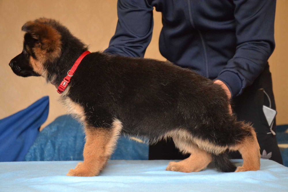 Цуценята німецької вівчарки