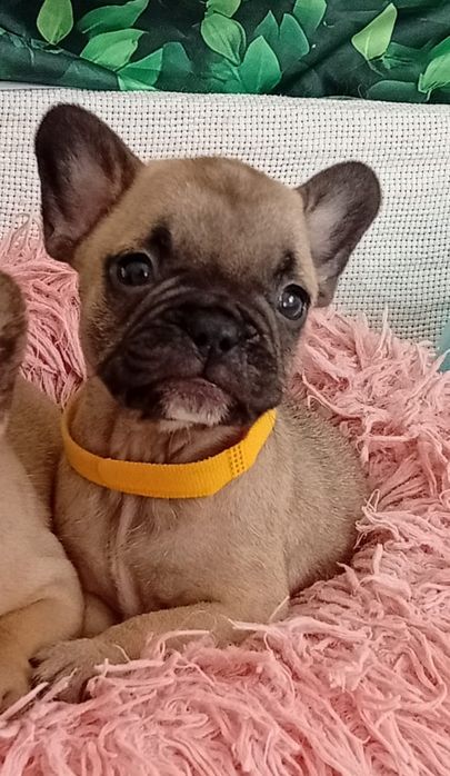Bulldog francês menina