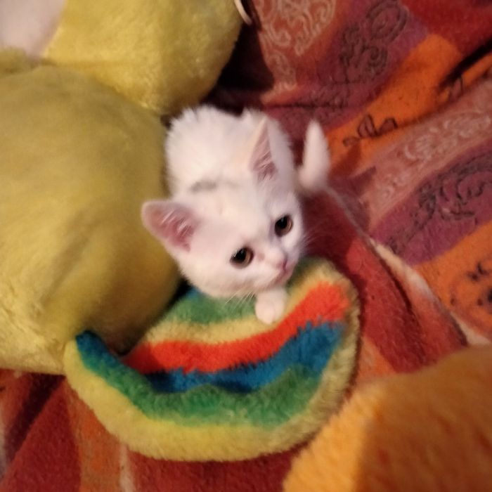 Дівчинка скоттіш страйт