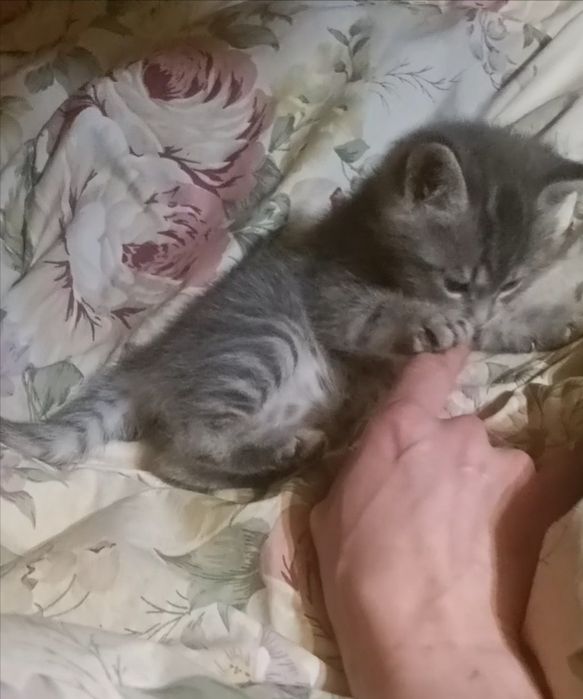 Котята в новую семью