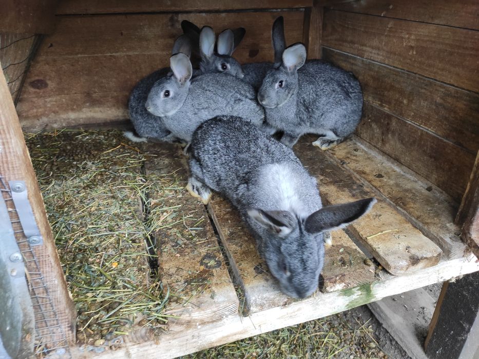 Змінять місце проживання кролики шиншили і німецький строкач