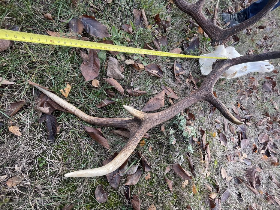 Trofeum wieniec jelenia 12-stak nieregularny poroże łoś nr 6